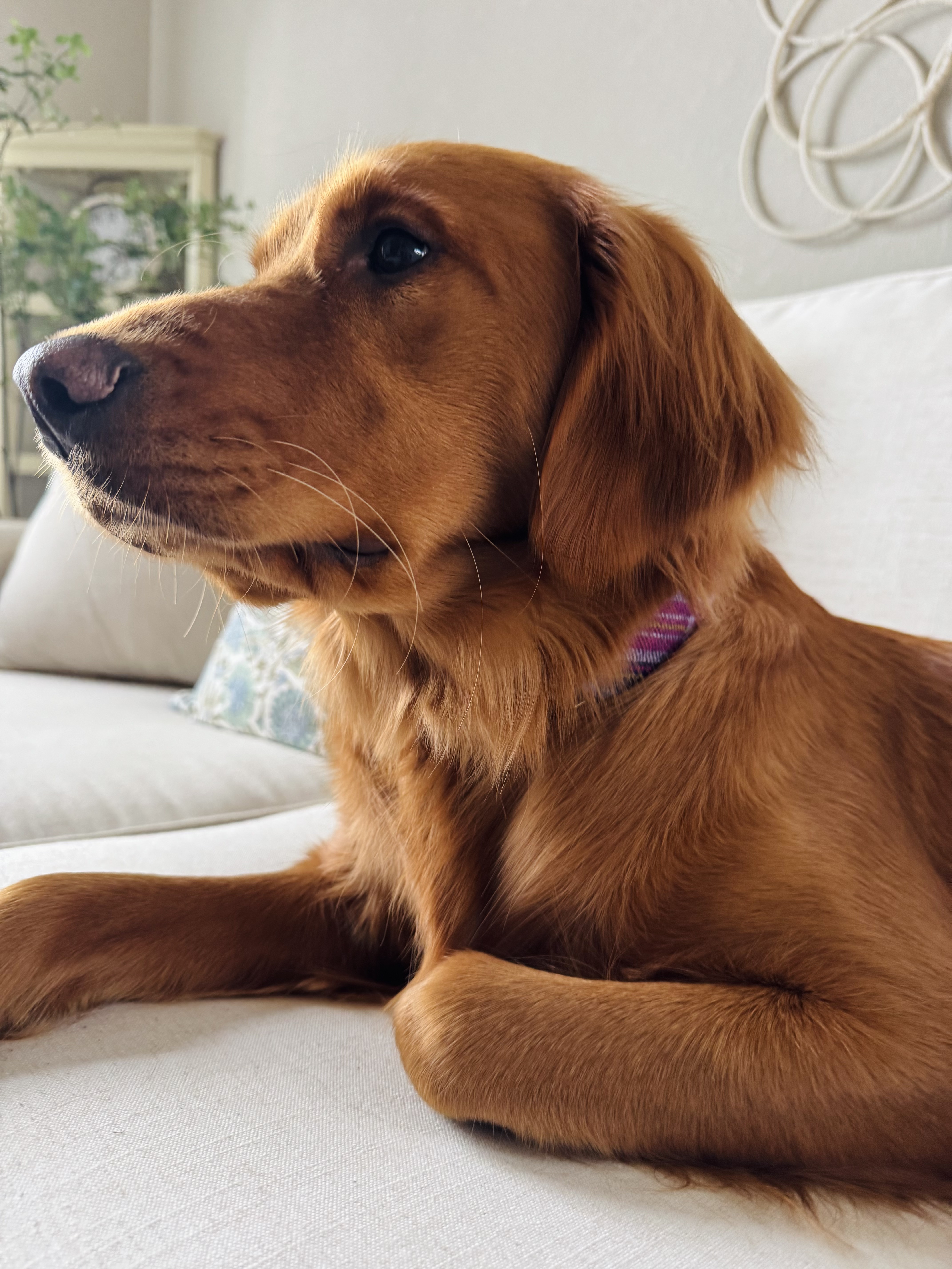 Original photo - Red Golden Retriever — Cartoon